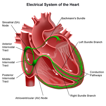 To Restore Heart Rhythms, Delhi hosts Electrophysiologists